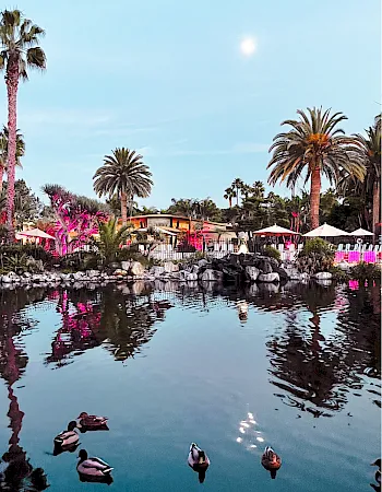 A calm pond with ducks, palm trees, and a lakeside event with umbrellas and pink lights reflecting in the water.